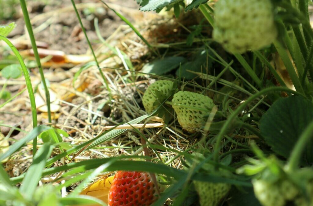Formation et retraite de Permaculture en Bretagne : Apprendre et Se Reconnecter