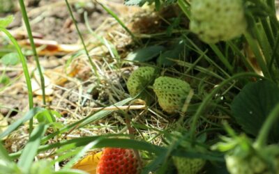 Formation et retraite de Permaculture en Bretagne : Apprendre et Se Reconnecter